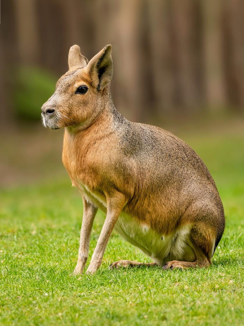 Mara de Patagonie