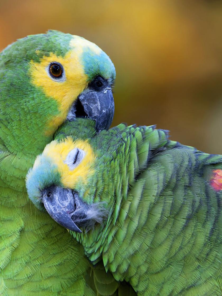 Amazona aestiva