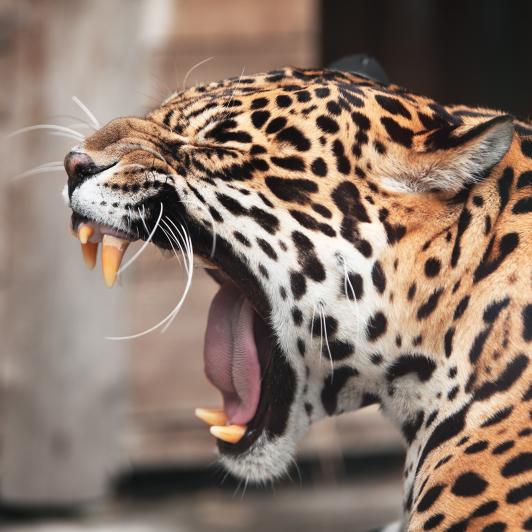 Jaguar
