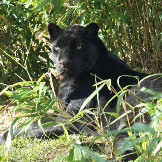 jaguar noir