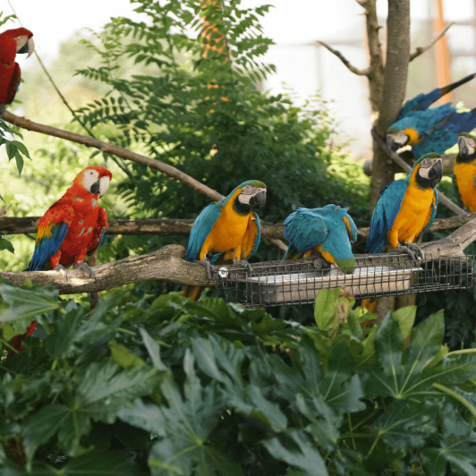 perroquets