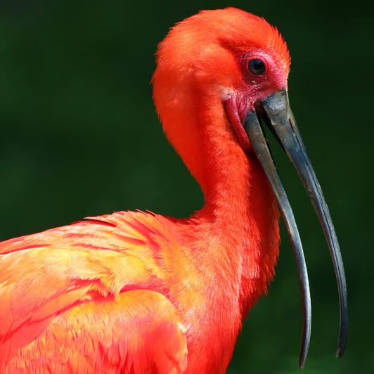 IBIS ROUGE