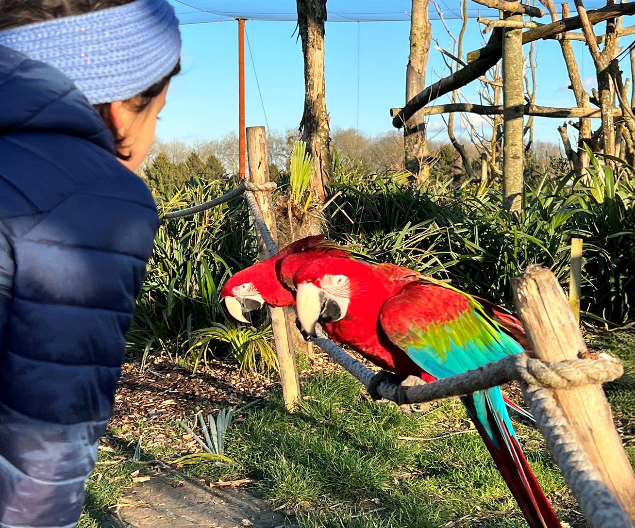 Parrot World Hiver 2