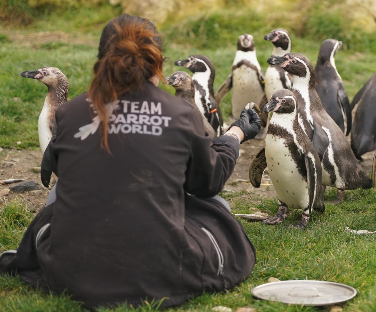Soigneur animalier Parrot World - 3