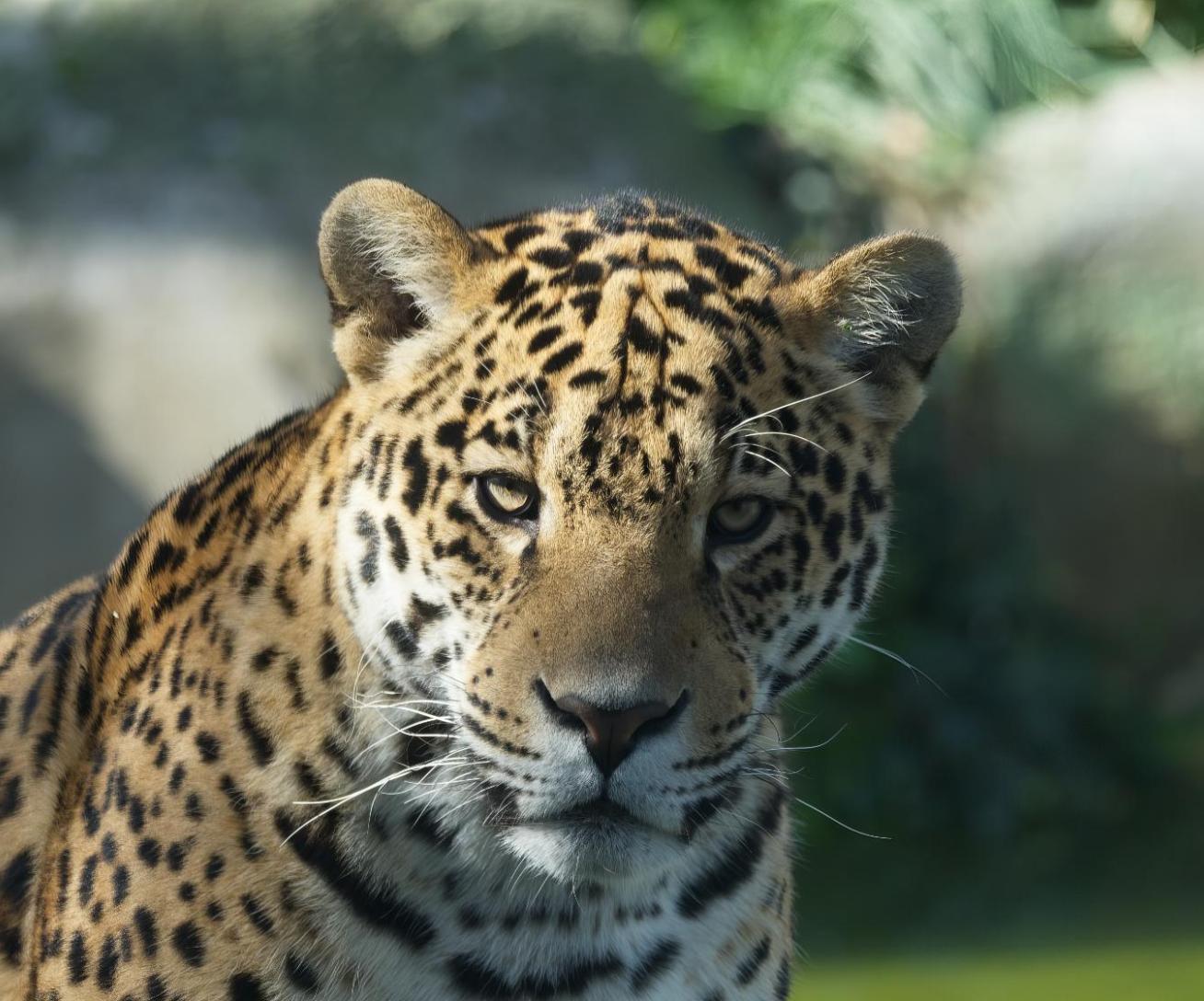 Baalam Jaguar Parrot World 1
