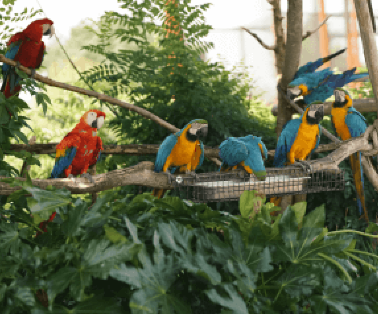 Dormir avec les animaux au zoo près de Paris au cœur de la volière Amazonie