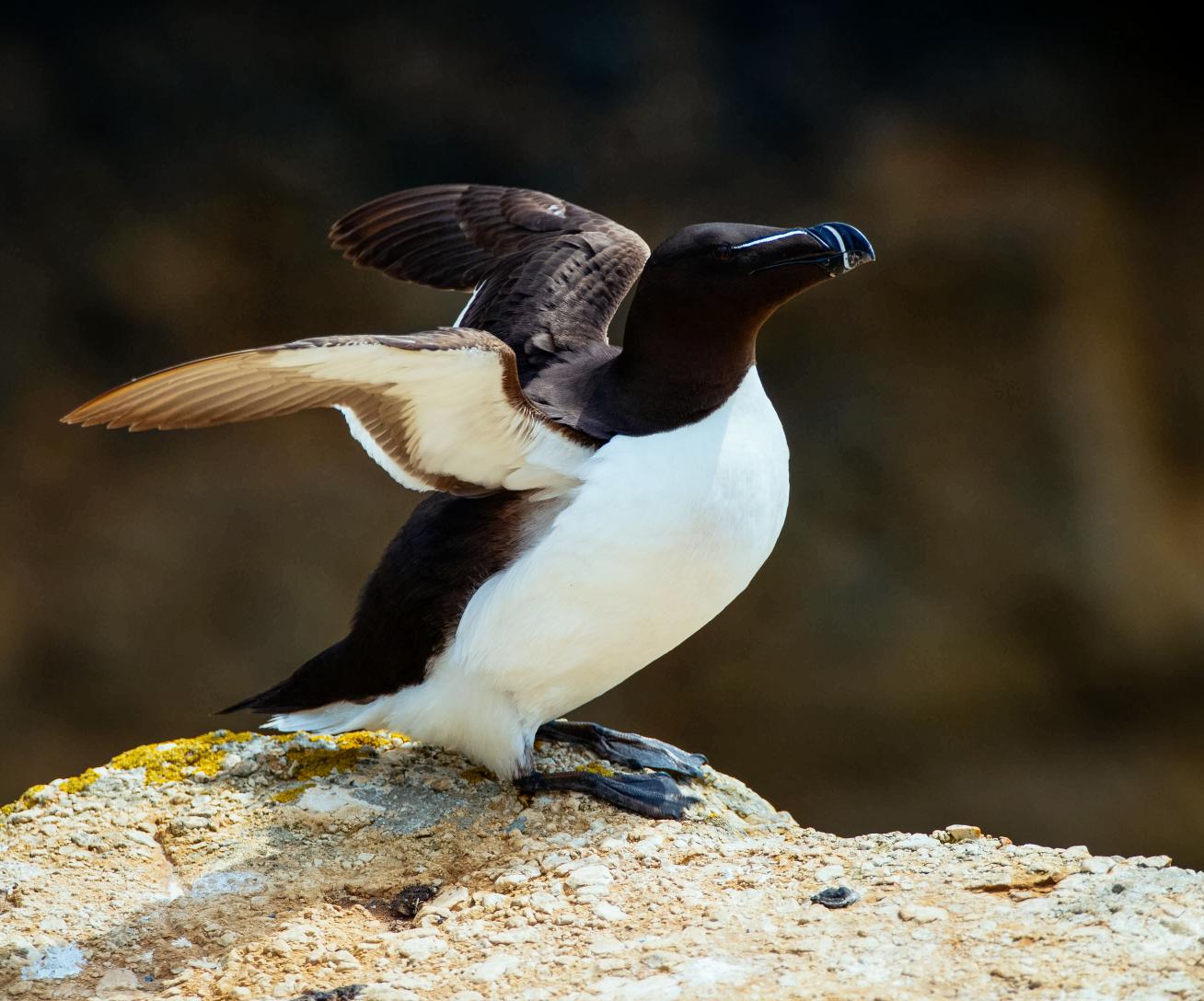pingouin
