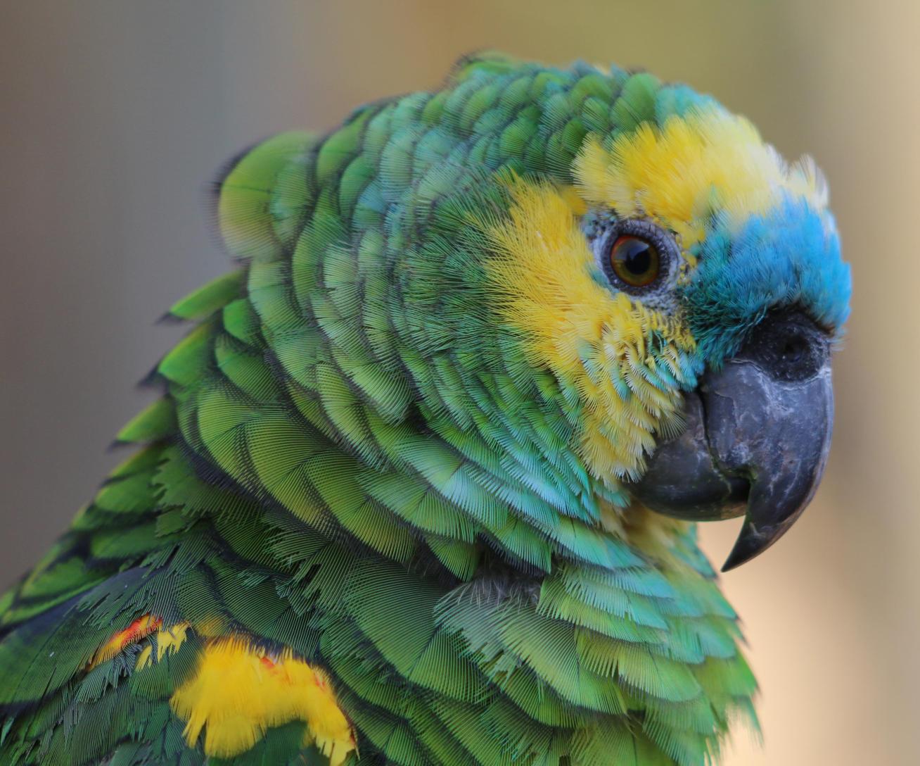 AmazonaAestiva
