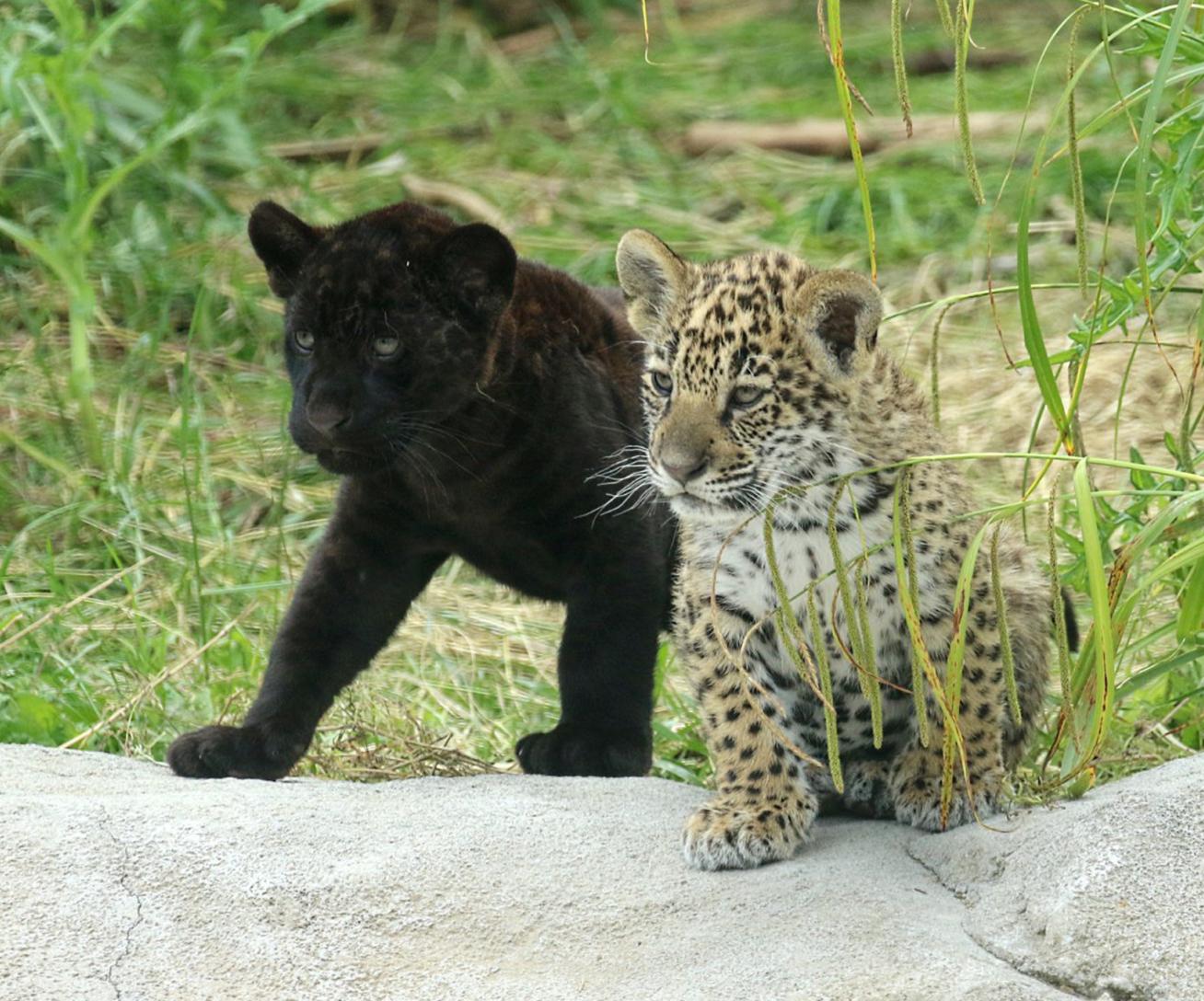 Jaguar Parrot World - Corinne Puch Kilou