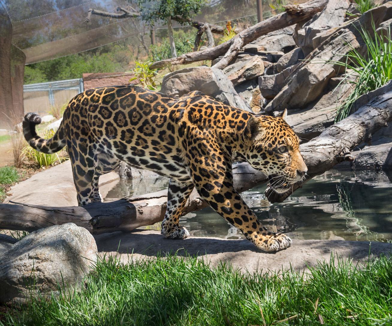 Jaguar femelle