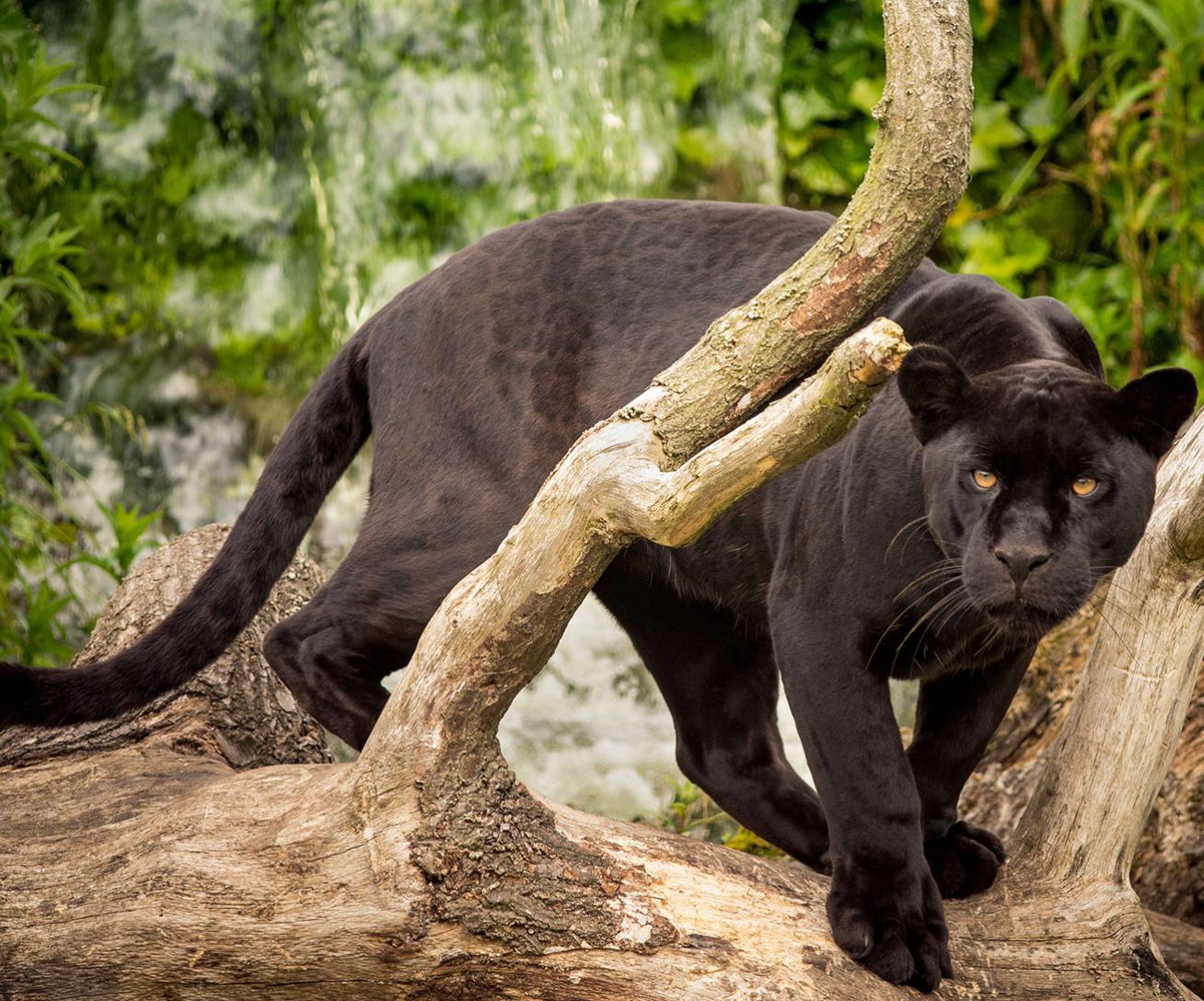 Jaguar noir