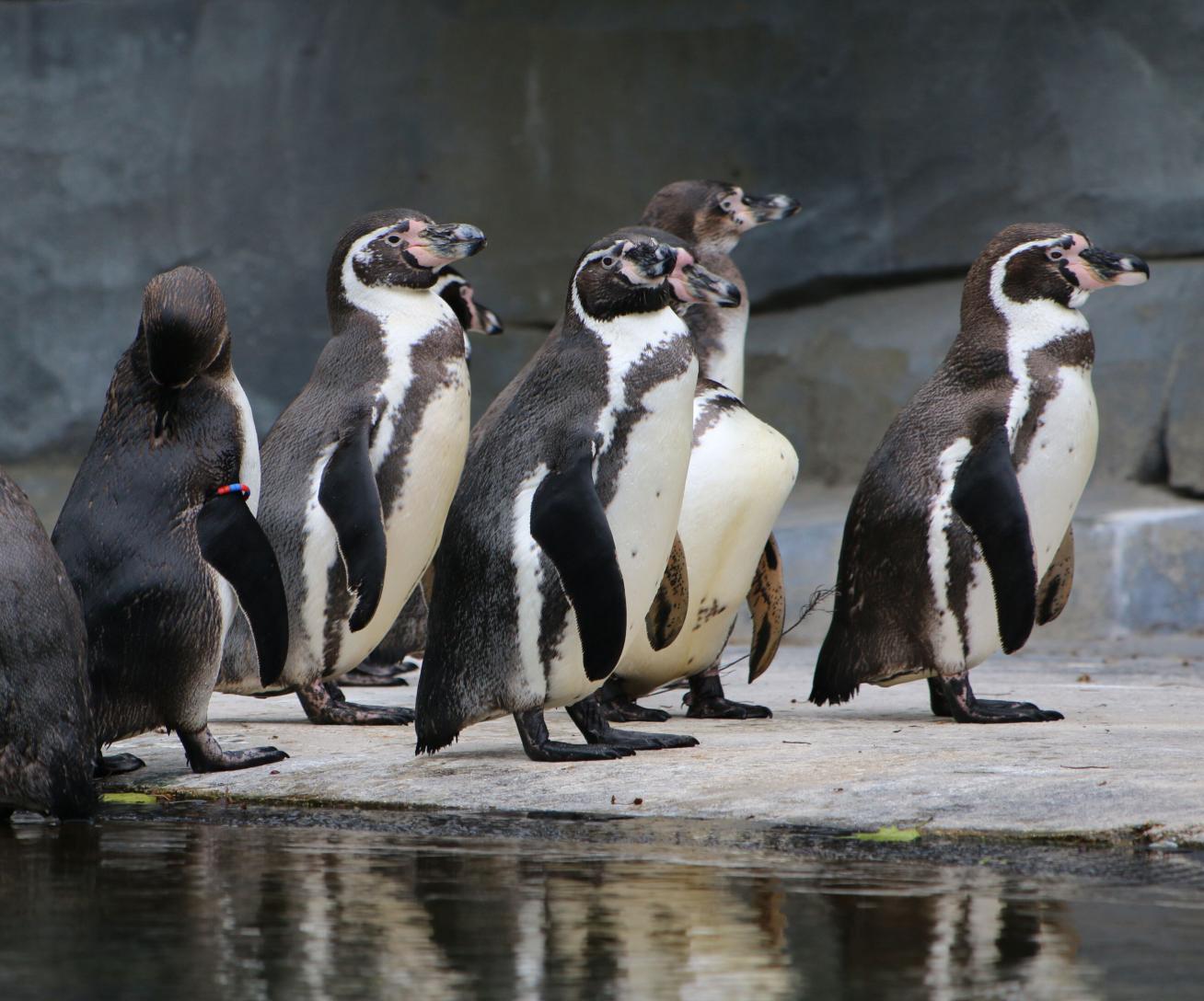 Manchots de Humboldt