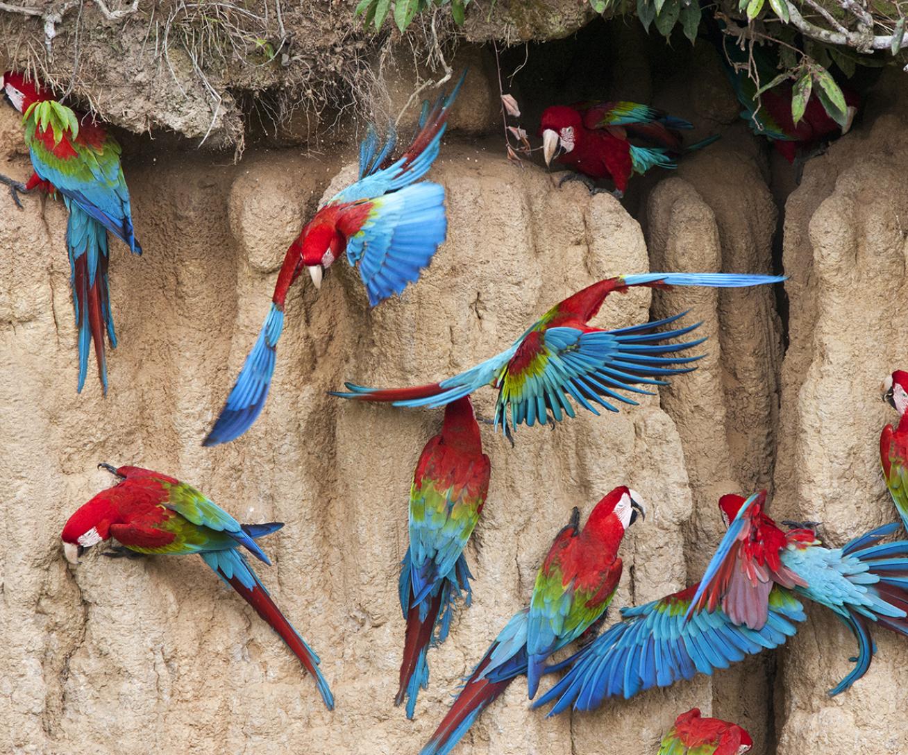 Parrot World - Aras