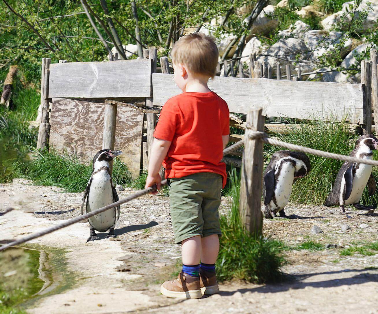 Parrot World parc animalier immersif - Enfant face à un manchot de Humboldt - Que faire pour le pont de l'Ascension 2026 en Île-de-France