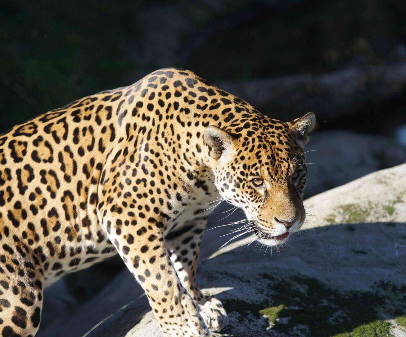 Parrot world - ti punch 2