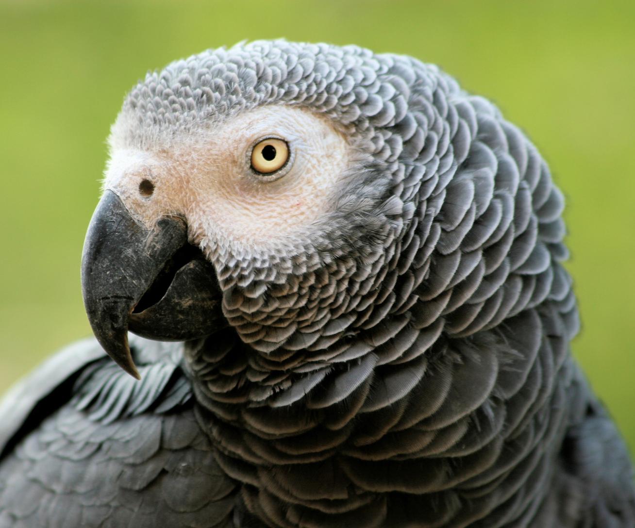 Perroquet Gris