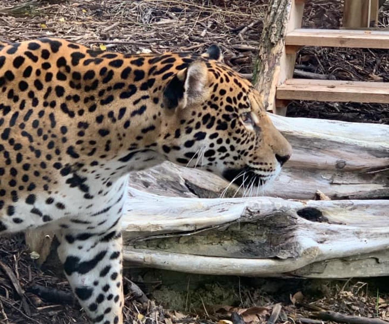 Jaguar