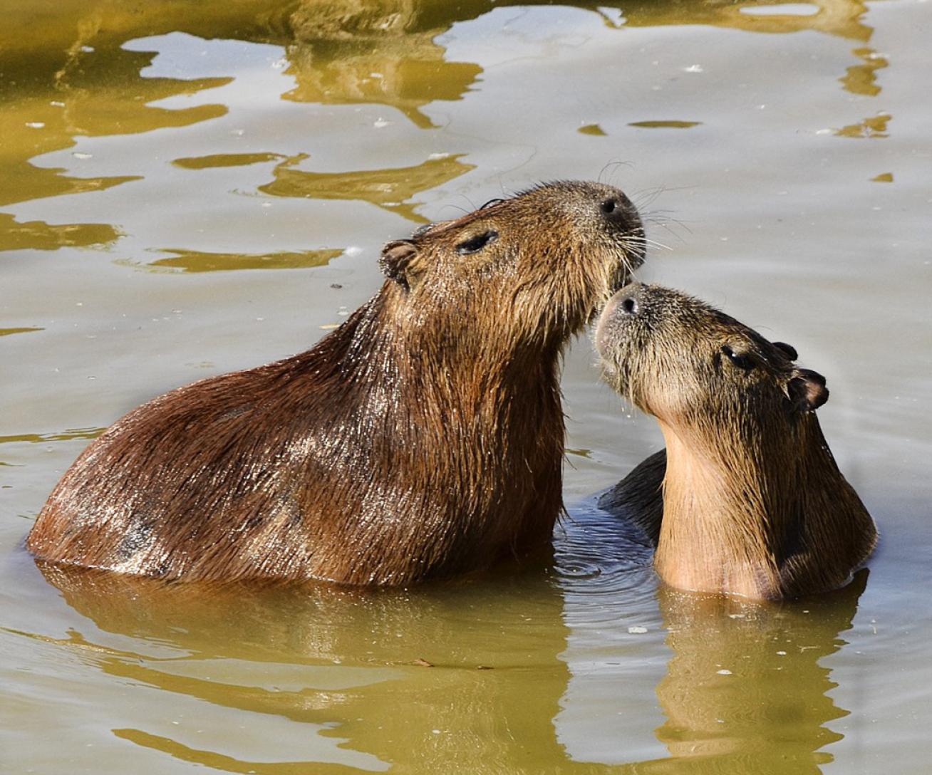 capybara