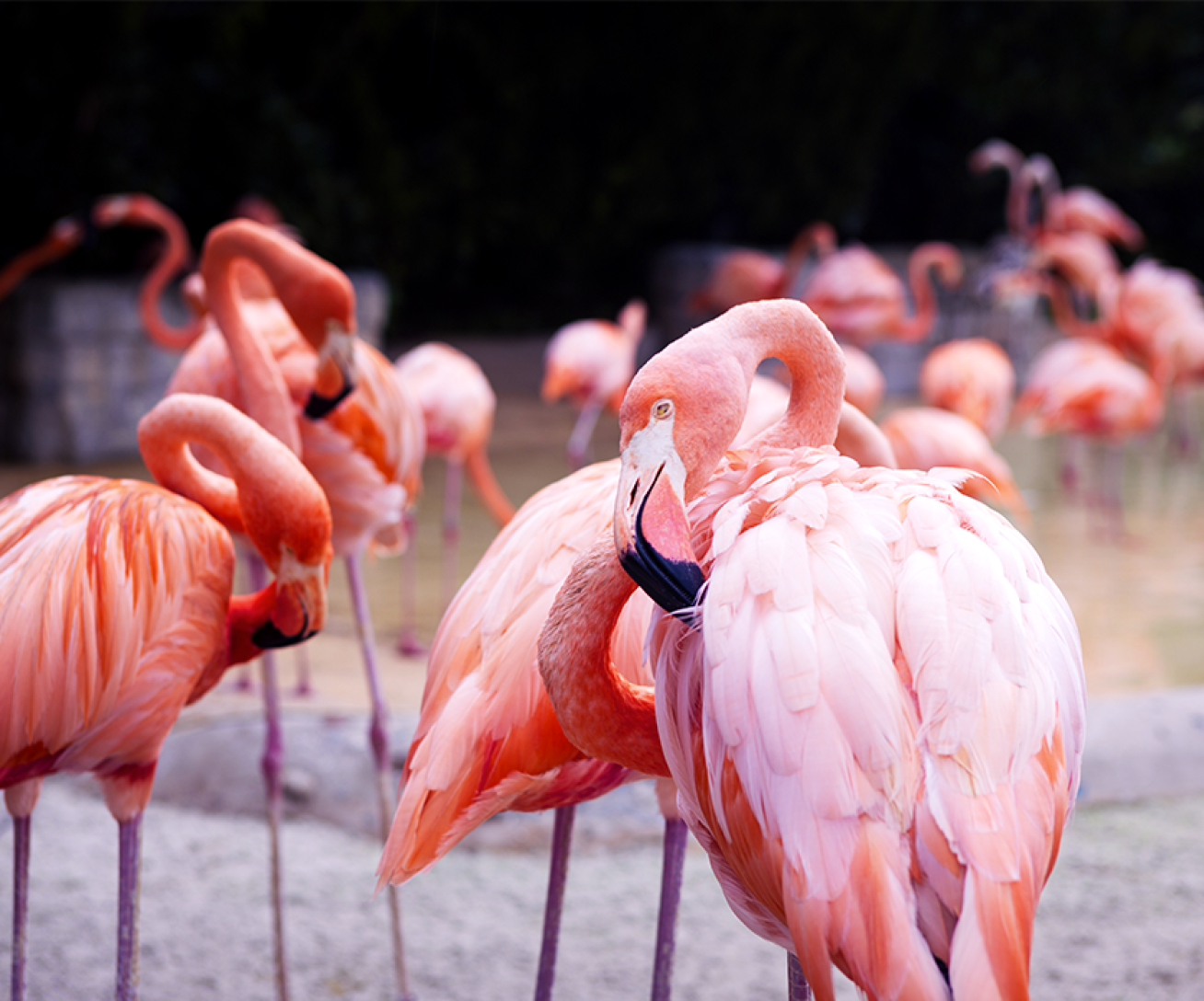 flamants de cuba