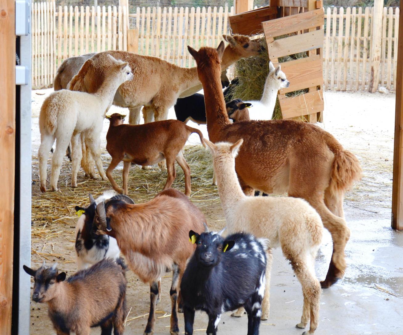 ranch des enfants