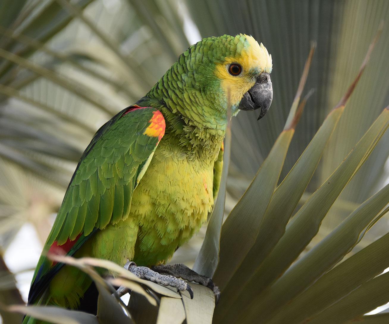 Amazone vert