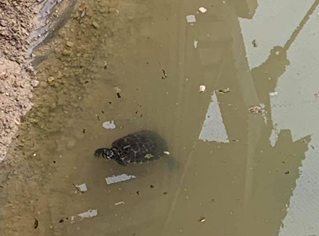 Tortues de Floride