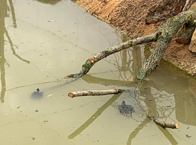 Tortues de Floride