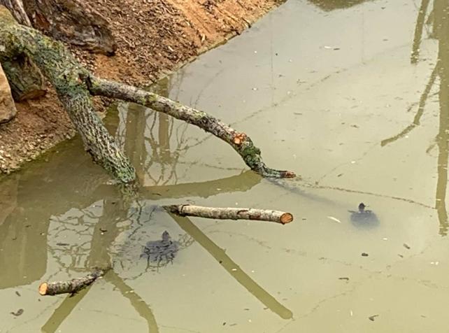 Tortues de Floride