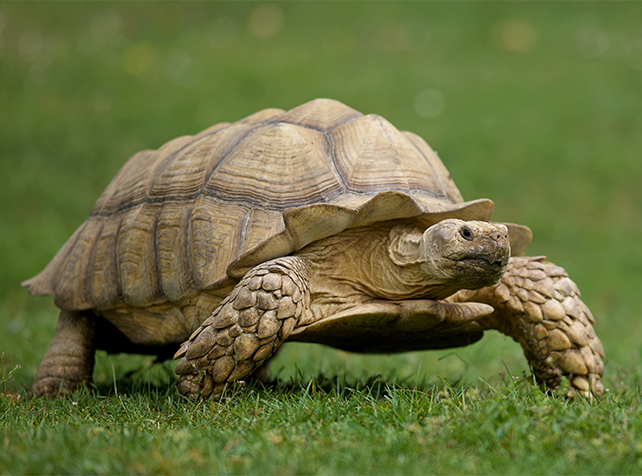 Tortue sillonnée (Centrochelys sulcata) Parrot World