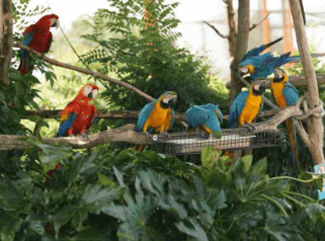 Dormir avec les animaux au zoo près de Paris au cœur de la volière Amazonie
