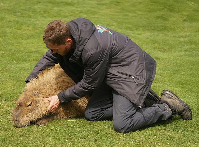 Activités proche de Paris pour approcher les animaux - Capybara - Soigneur d'un Jour - Parrot World