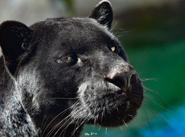 Emma Jaguar