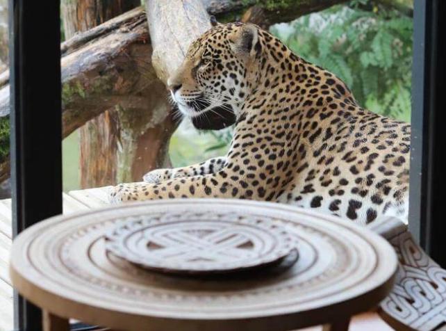 Dormir avec les aniamux en France