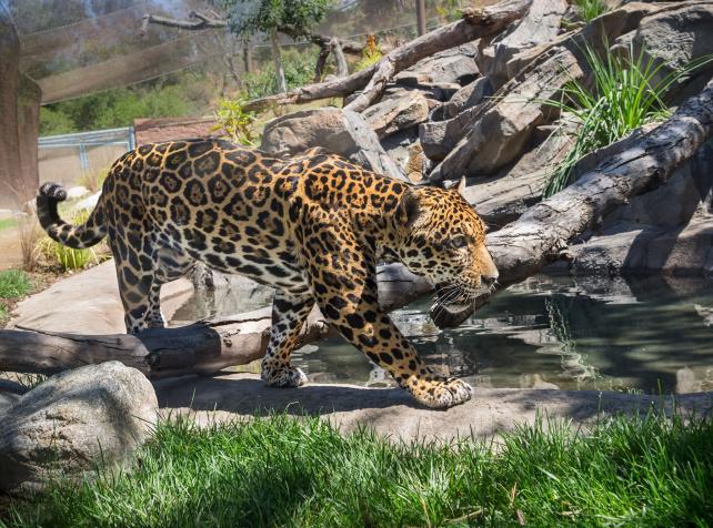 Jaguar femelle