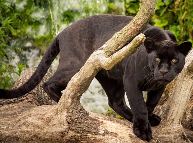 Jaguar noir