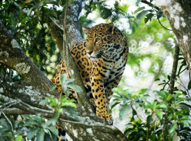Jaguar