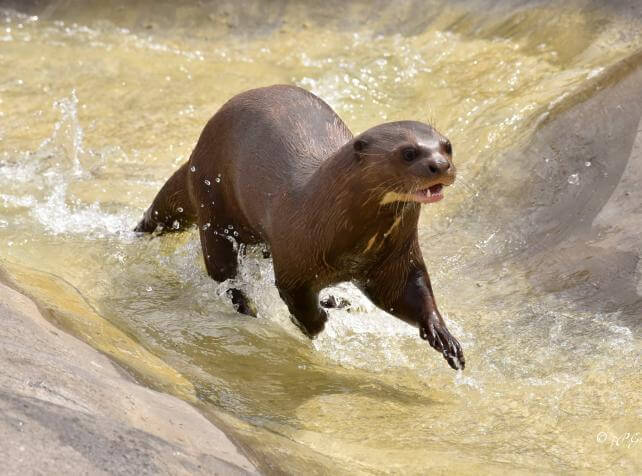 Loutre Geante Parrot World © Jean Paul Geri