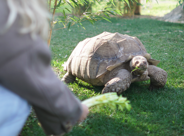 Nourrir les Tortue 2 - Sortie immersive Île-de-France