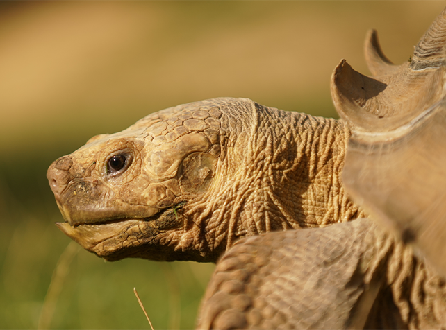 Nourrir les Tortue 3 - Sortie immersive Île-de-France