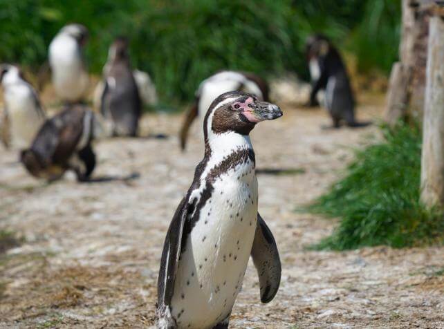 Parrot World - Manchots 3