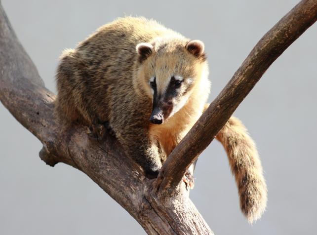 Parrot World Coati_2.jpg