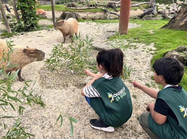 Soigneur en Herbe - Capybaras - Parrot World