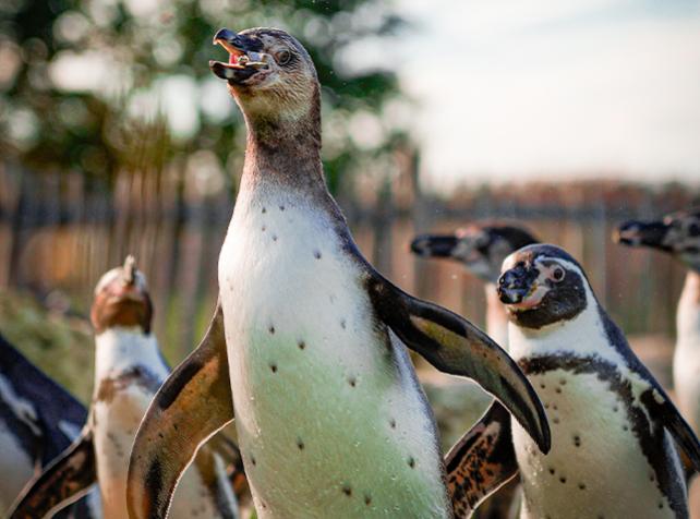 Manchots de Humboldt Parrot World - ©Adrien HEGER