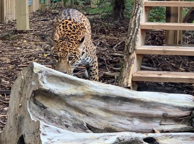 Jaguar Ti'Punch