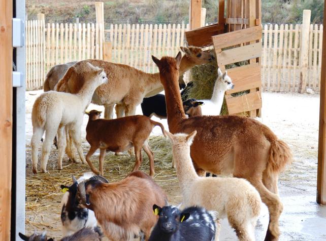 ranch des enfants