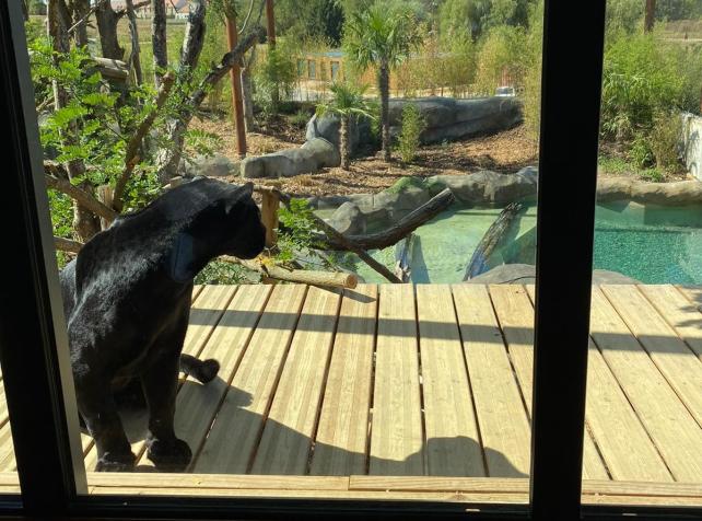 lodge jaguar vue parrot world