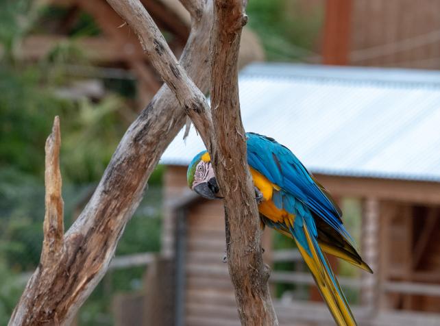 Ara Ararauna