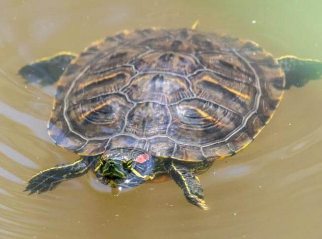 tortue de floride