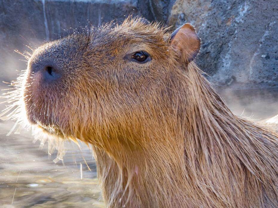 Capybara grand cabiaï qui se baigne dans l'eau 