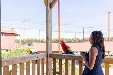 Parrot World - Lodge Amazonie 6 ©Ronan ROCHER - 150dpi